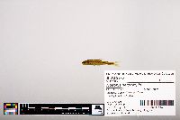 Notropis heterolepis image