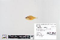 Lepomis macrochirus image