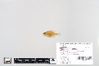 Lepomis macrochirus image