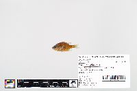 Lepomis gibbosus image