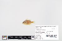 Lepomis gibbosus image