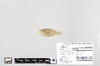 Lepomis macrochirus image