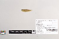 Salmo trutta image