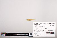 Notropis heterolepis image