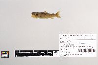 Salmo trutta image