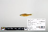 Notropis hudsonius image