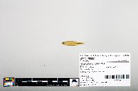 Notropis hudsonius image