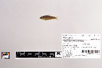 Oncorhynchus mykiss image