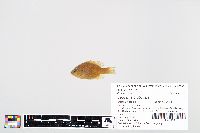 Lepomis gibbosus image