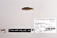 Oncorhynchus mykiss image