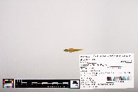 Notropis heterolepis image