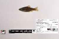 Oncorhynchus mykiss image
