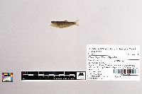 Oncorhynchus mykiss image