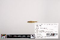 Notropis heterolepis image
