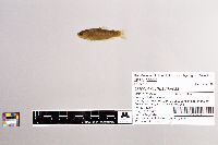 Oncorhynchus mykiss image