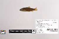 Oncorhynchus mykiss image