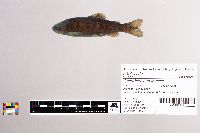 Oncorhynchus mykiss image