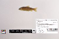 Oncorhynchus mykiss image