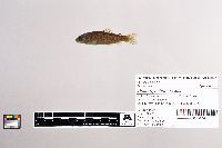 Oncorhynchus mykiss image