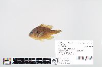 Lepomis gibbosus image