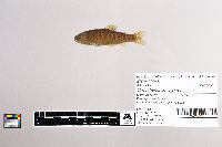 Oncorhynchus mykiss image