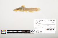 Noturus flavus image