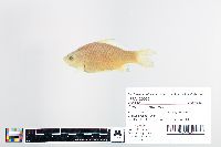 Carassius auratus image