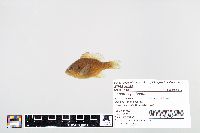 Lepomis gibbosus image