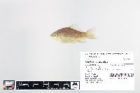 Carassius auratus image