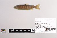 Oncorhynchus mykiss image