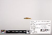 Notropis heterolepis image