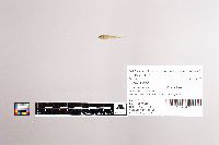 Cottus ricei image