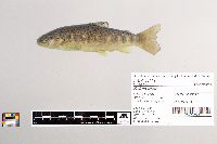 Salmo trutta image