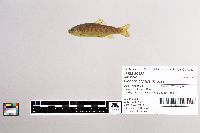 Oncorhynchus mykiss image