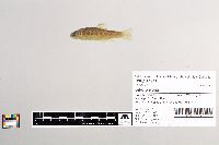 Salmo trutta image