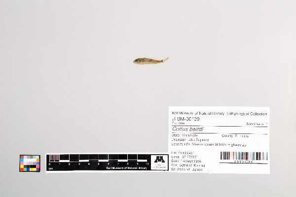 Cottus bairdii image