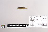 Oncorhynchus mykiss image
