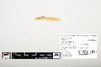 Noturus flavus image