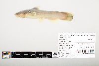 Noturus flavus image