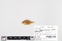 Lepomis gibbosus image