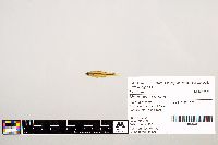 Notropis texanus image