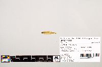 Notropis texanus image