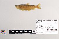 Salmo trutta image