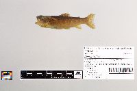 Salmo trutta image