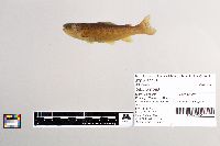 Salmo trutta image