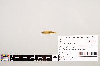 Notropis texanus image