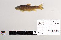 Salmo trutta image