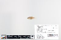 Carassius auratus image