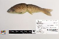 Salmo trutta image