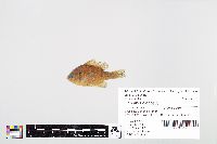 Lepomis gibbosus image